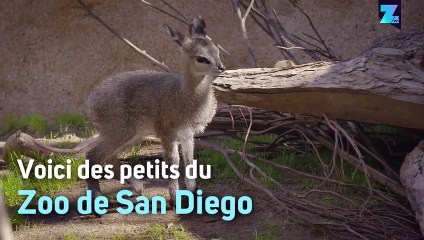 Ces créatures adorables annoncent le printemps !
