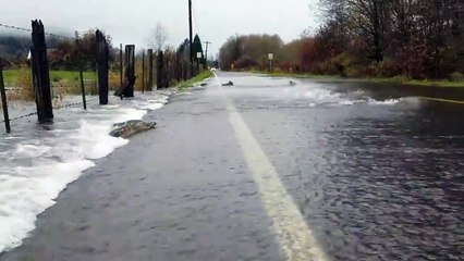 Des saumons traversent la route !