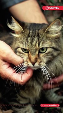 ¿Oíste hablar sobre el hongo del gato? Esto es lo que debes saber sobre esta enfermedad, cómo se contagia y qué efectos tiene en la salud de mascotas y humanos