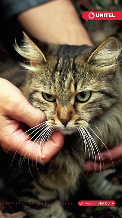 ¿Oíste hablar sobre el hongo del gato? Esto es lo que debes saber sobre esta enfermedad, cómo se contagia y qué efectos tiene en la salud de mascotas y humanos