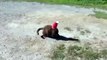 Un chien porte secours à un chat qui a la tête coincée dans un gobelet