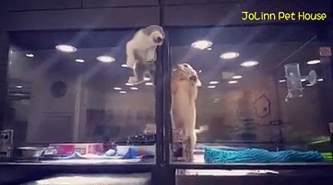 Trop mignon : ce chaton s'échappe de son enclos pour jouer avec son ami le chiot !