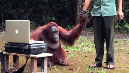 Une petite fille communique en langue des signes avec un ourang-outan