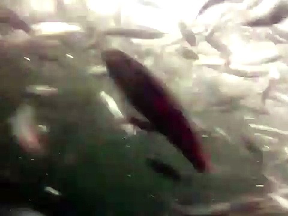 Un plongeur manque d'être avalé par une baleine Vidéo Dailymotion