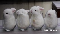 Ces bébés lapins sont confortablement installés dans des verres