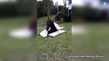 Instant meugnon : un cheval et sa couette