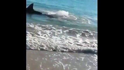 Un requin blanc meurt étouffé par un lion de mer
