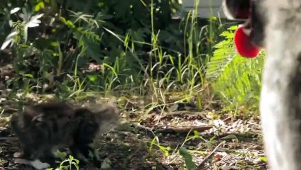 L’amitié touchante entre un chien et un chaton handicapé