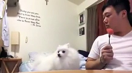Ce chien observe discrètement son maître et son morceau de pastèque