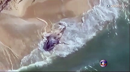 Une baleine mystérieusement échouée à Rio