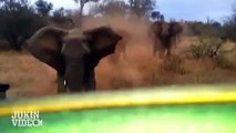 Un éléphant rentre dans une voiture durant un safari