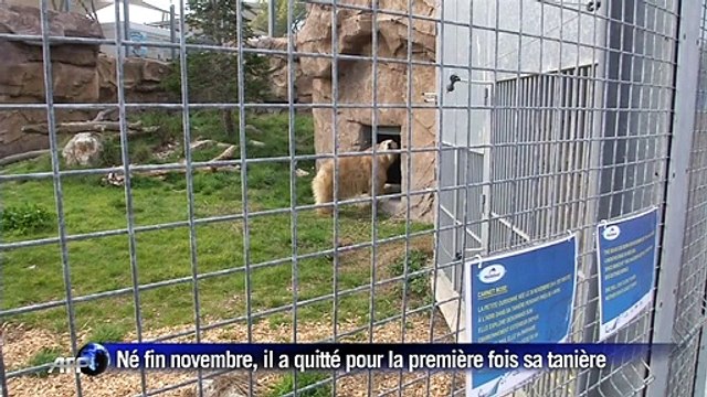 Première apparition publique de l’ourson polaire né à Antibes