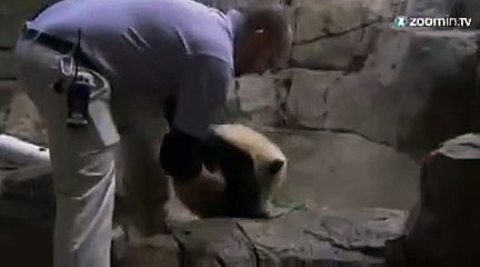 Le zoo de Washington présente son bébé panda