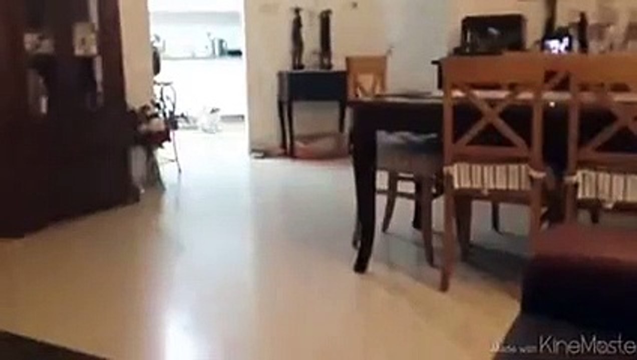 Un chien tente un saut de fou