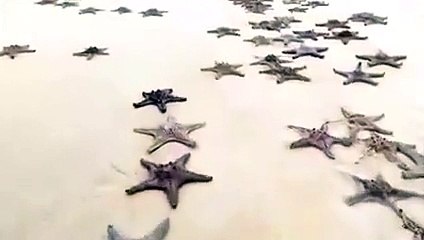 Des centaines d'étoiles de mer échouées mystérieusement sur une plage australienne