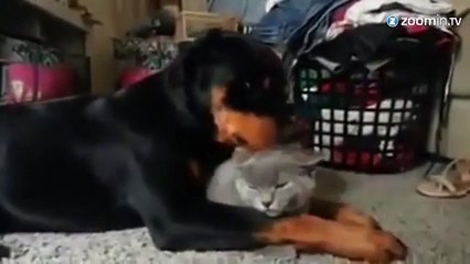 Un rottweiler fait la toilette de son ami le chat
