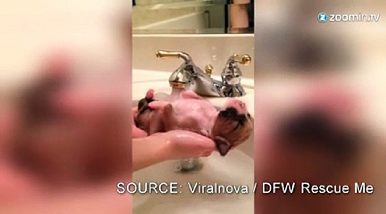 Ce chiot prend un bon bain chaud!