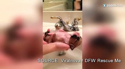 Ce chiot prend un bon bain chaud!