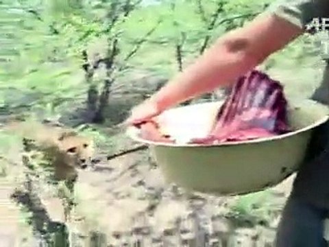 Laurie Marker: une vie pour sauver les guépards de l'extinction