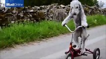 Voici Barry, le chien qui sait faire du tricycle !