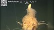 Flying spaghetti monster' found lurking in the depths of South Atlantic Ocean