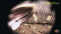 Eaten alive : Il devait se faire avaler vivant par un serpent, mais ça ne s'est pas passé comme prévu - part 2