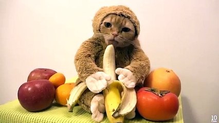 Ce chat déguisé en singe va vous faire craquer !