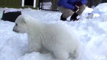 Un ourson polaire star du zoo de Toronto