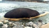 Canada : une baleine bleue menace d'exploser