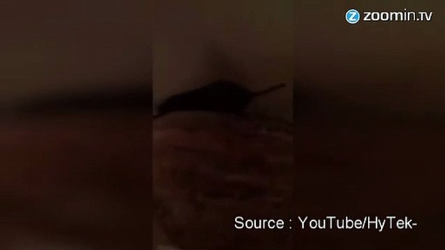 Attraper une souris, pas si facile.....