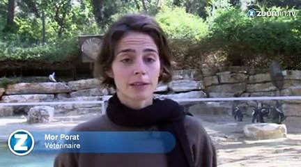 Des pingouins homosexuels au zoo de Tel-Aviv