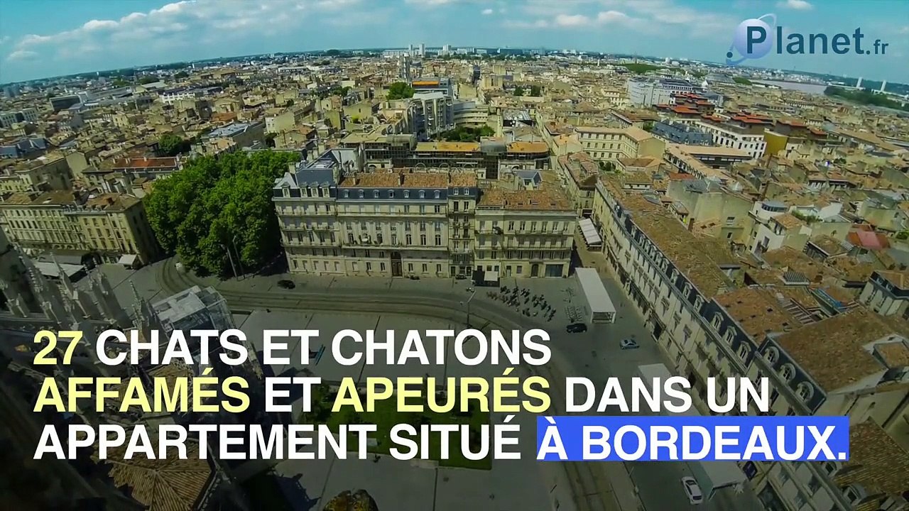 27 chats retrouvés affamés dans un appartement à Bordeaux