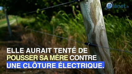 Leur fille de 10 ans était en fait une naine sociopathe de 22 ans