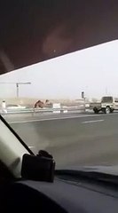 La preuve qu'un dromadaire court aussi vite qu'une voiture qui roule sur l'autoroute !