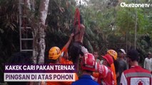 Pria Tua Pingsan di Atas Pohon Setinggi 10 Meter di Magelang, Evakuasi Dramatis