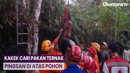 Pria Tua Pingsan di Atas Pohon Setinggi 10 Meter di Magelang, Evakuasi Dramatis
