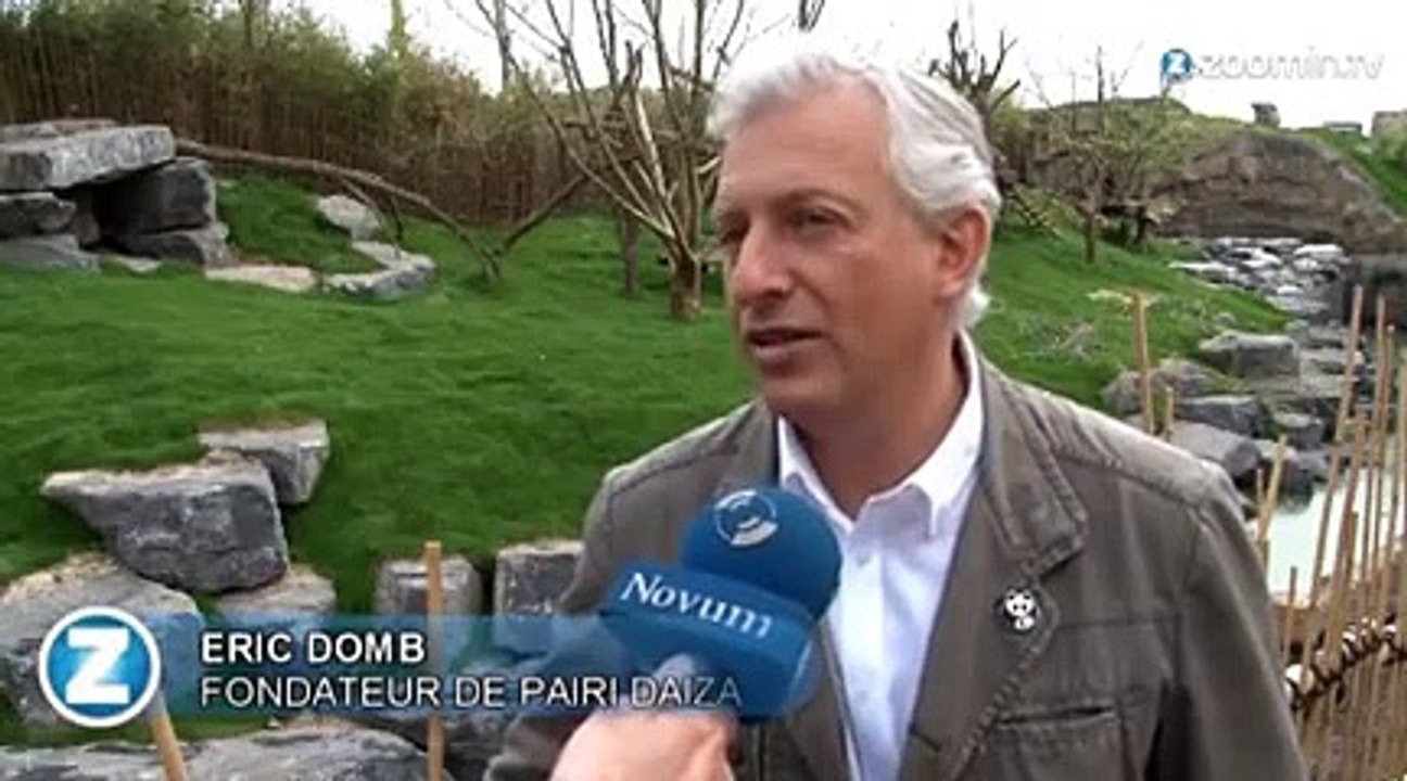 Le parc Pairi Daiza rêve d'un bébé panda