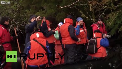 Chili : 337 baleines mortes se sont échouées en Patagonie