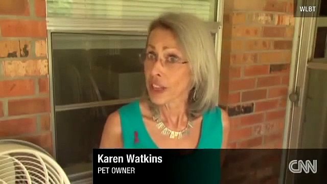 Adopté par une maman chat, un écureuil apprend à ronronner