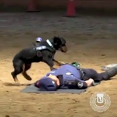 Ce chien policier est-il vraiment en train de faire un massage cardiaque ?