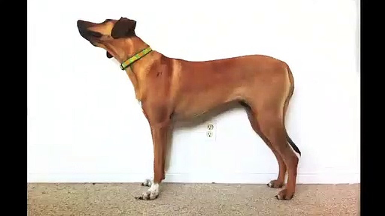 Il prend son chien en photo tous les jours pendant 3 ans et 2 mois