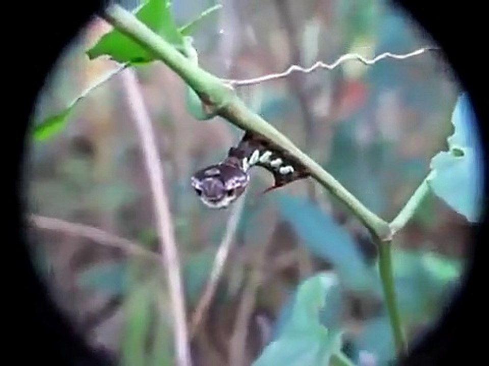 Cette étonnante chenille peut se transformer en serpent lorsqu’elle est menacée