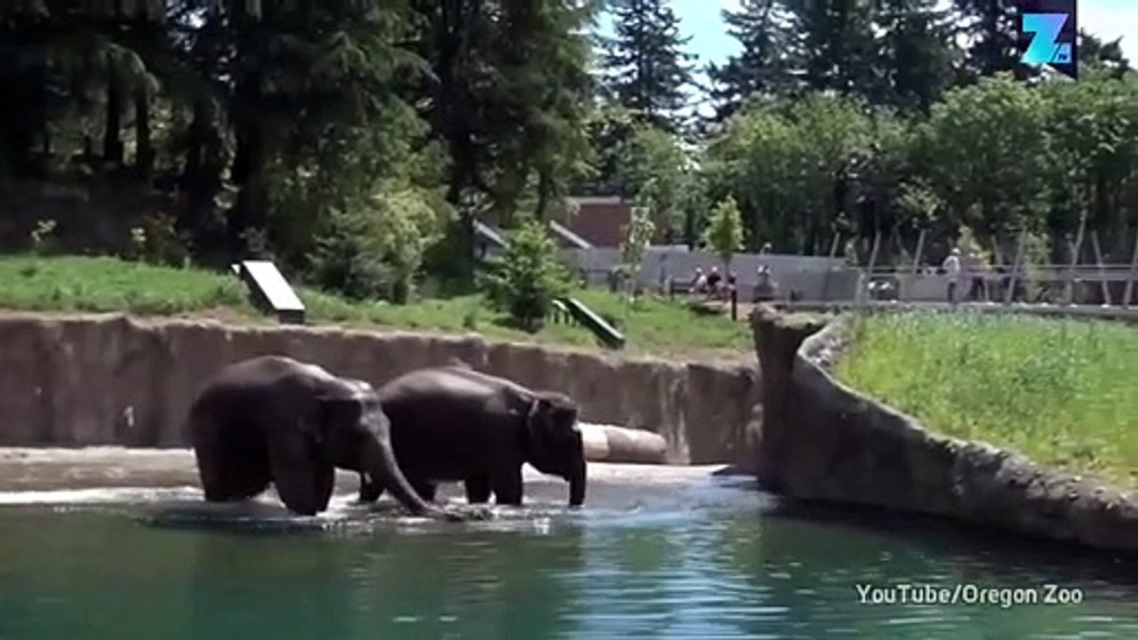 L'heure de la baignade pour ces 2 éléphants