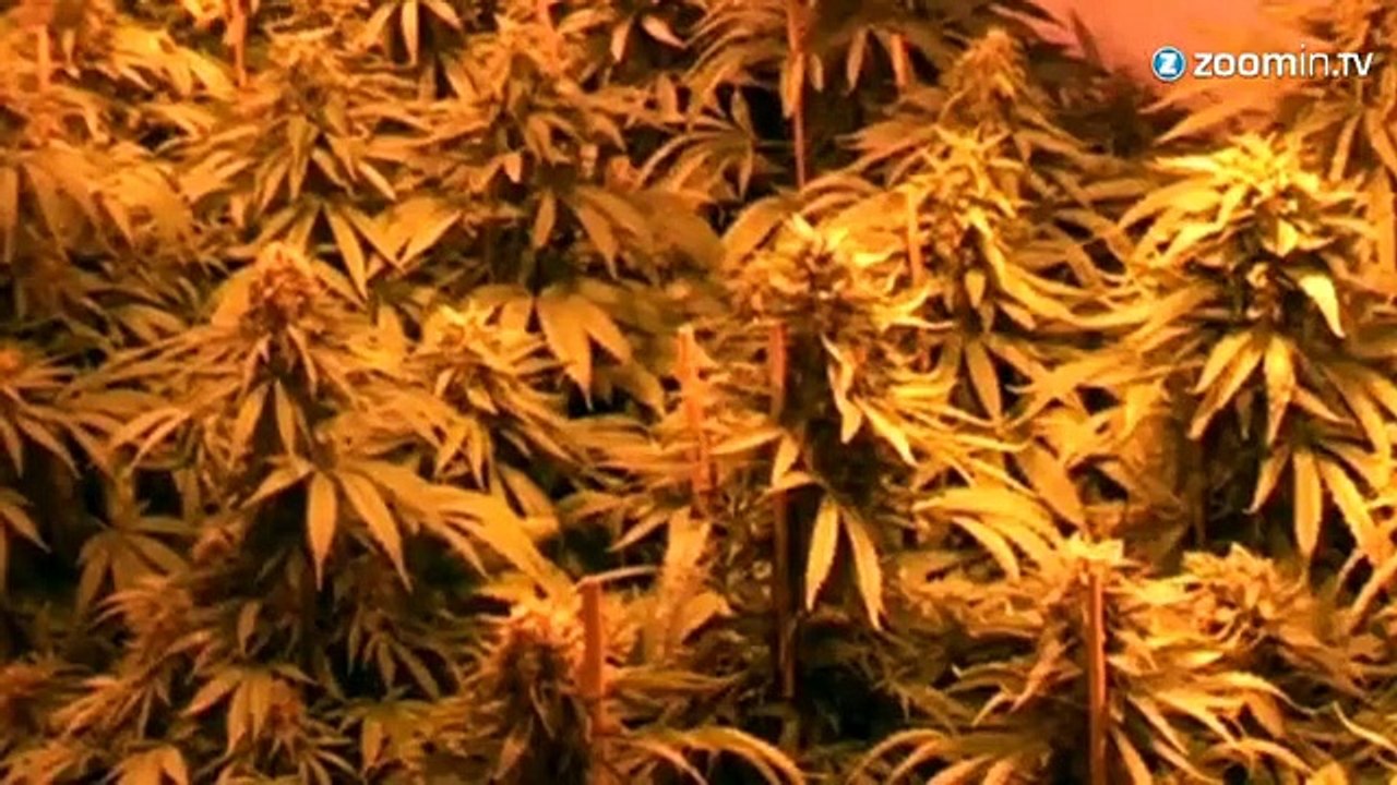 Amsterdam et Bob Marley : 70 ans de musique et d'amour