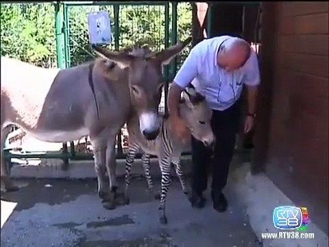 L'Italie fête la naissance d'un zébrâne, une croisement âne-zébre