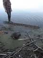 Tortue ? Dinosaure ? Quel est cet animal trouvé le long d'un fleuve russe ?