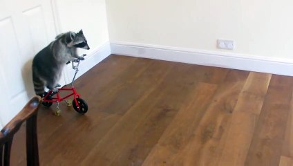Ce raton laveur fait du vélo !