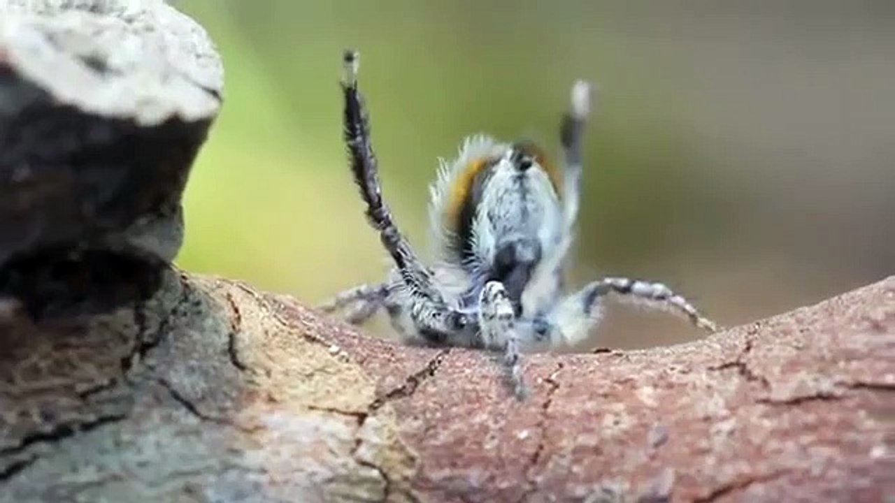 La danse de l'araignée-paon !