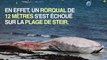 Finistère : un rorqual de 12 mètres retrouvé mort sur la plage de Penmarch'h