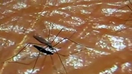Le vaccin contre la dengue de Sanofi recommandé par des experts de l'OMS